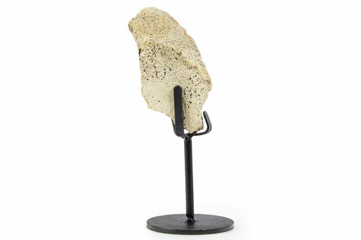 Fossil Hadrosaur Limb Bone Section w/ Metal Stand - South Dakota #339929